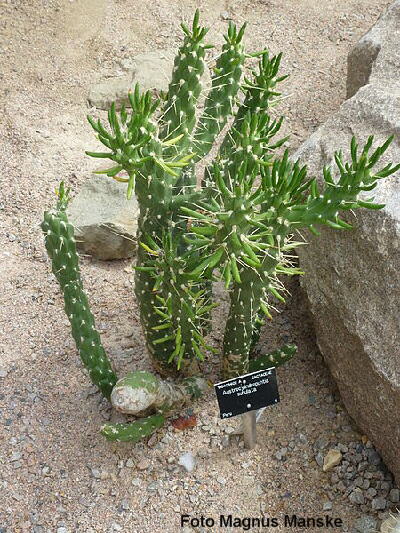 Austrocylindropuntia