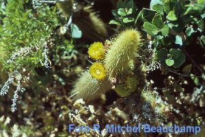 Bergerocactus