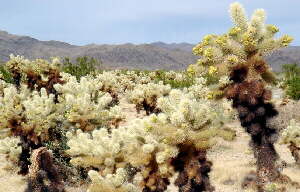 Cylindropuntia