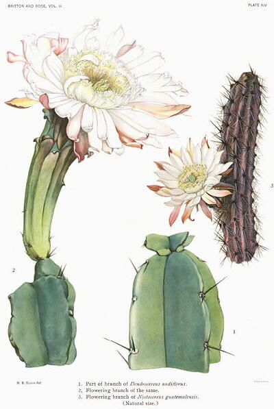 Dendrocereus