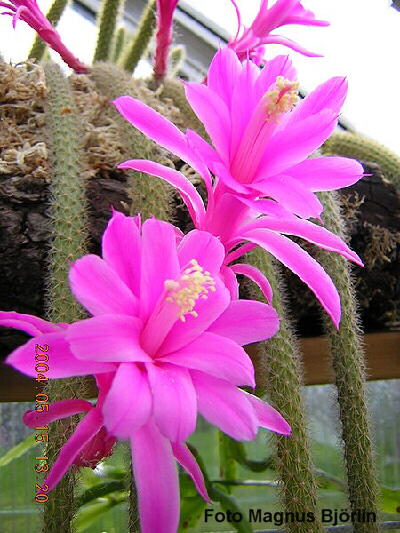 Disocactus