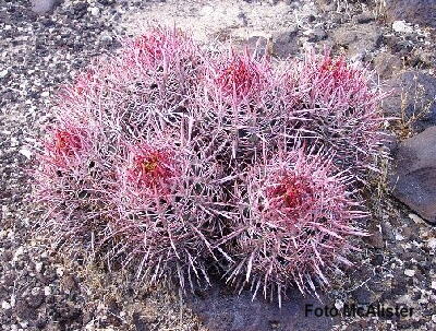 Echinocactus