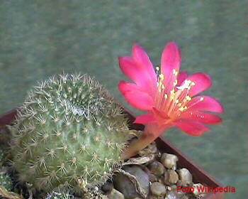 Rebutia